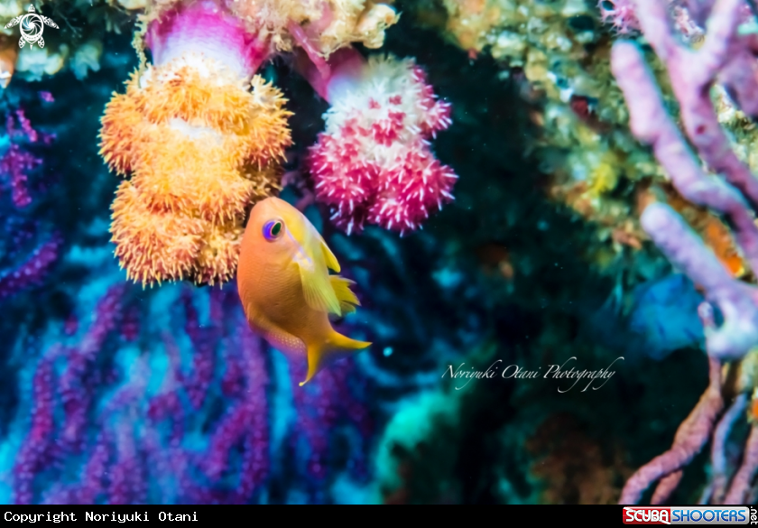 Sea Goldie swimming around the colorful soft coral garden. Female.