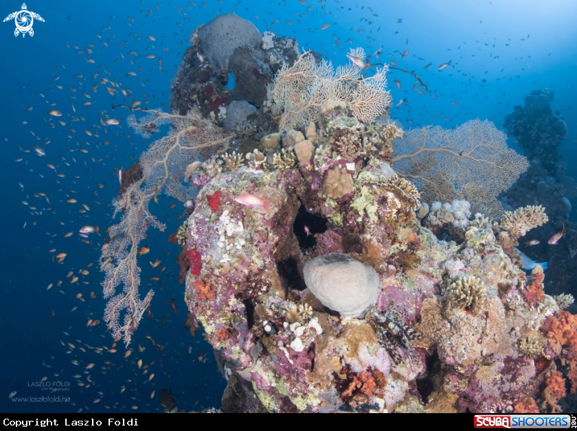 A Red Sea reef scene