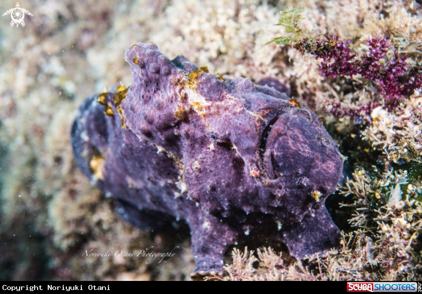  Commerson's frogfish, Antennarius commerson (LacepÃ¨de, 1798), on the rock reef