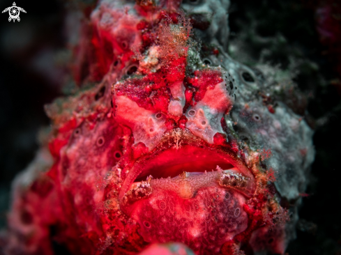 A Antennarius pictus (Shaw, 1794)  | Painted Frogfish