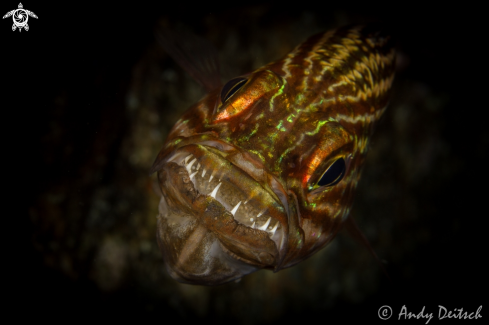 A Cheilodipterus macrodon | Tiger Cardinalfish