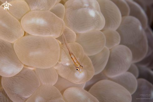 A Anemone Goby