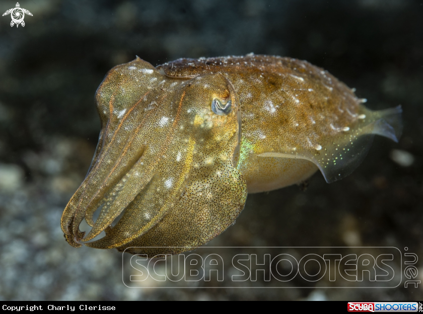 A Common Cuttlefish