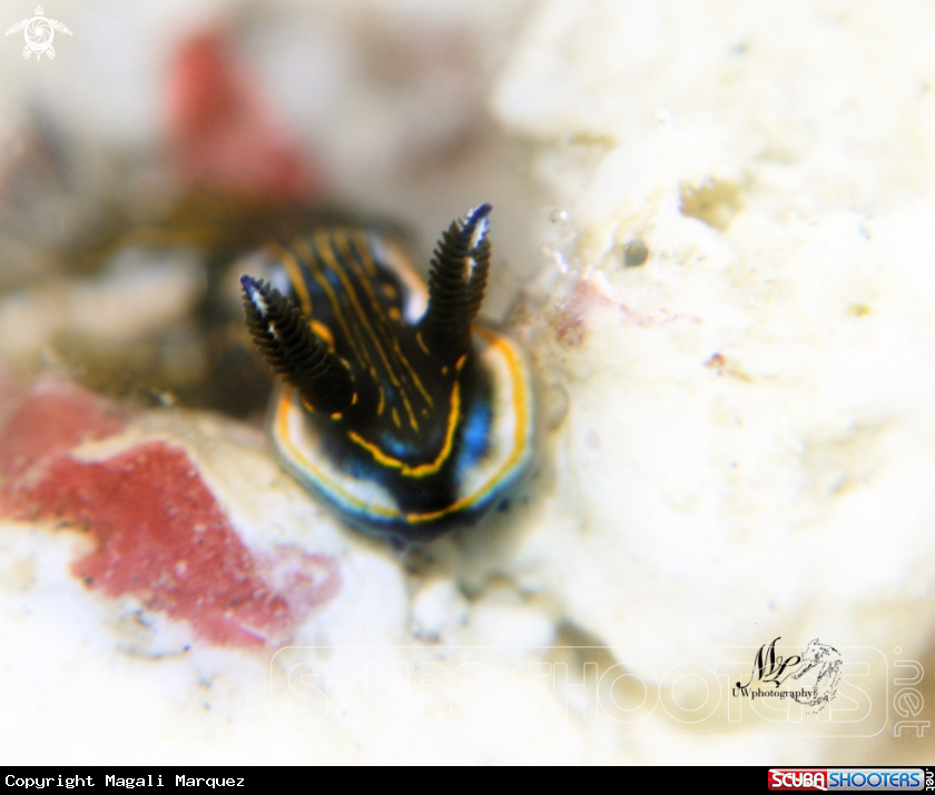 Felimare ruthae nudibranch 