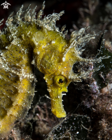 A Hippocampus guttulatus | Long snouted Seahorse