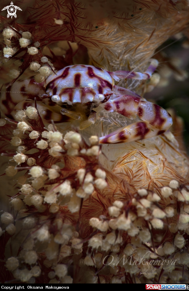 Soft Coral Porcelain Crab