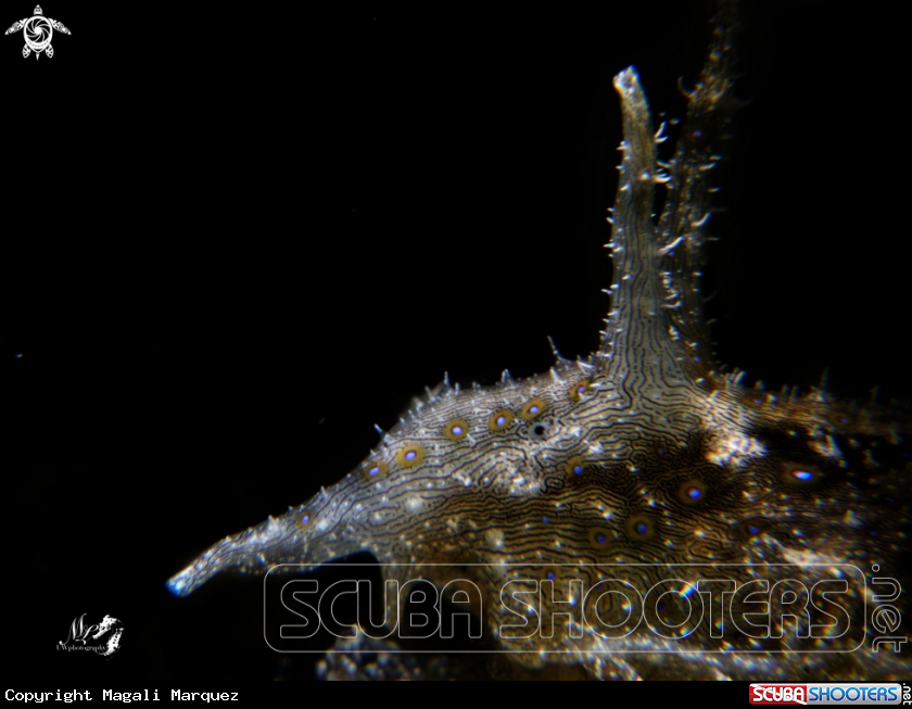 Portrait sea slug 