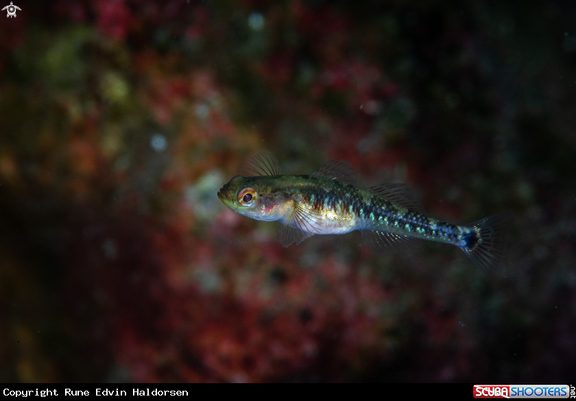 Painted goby