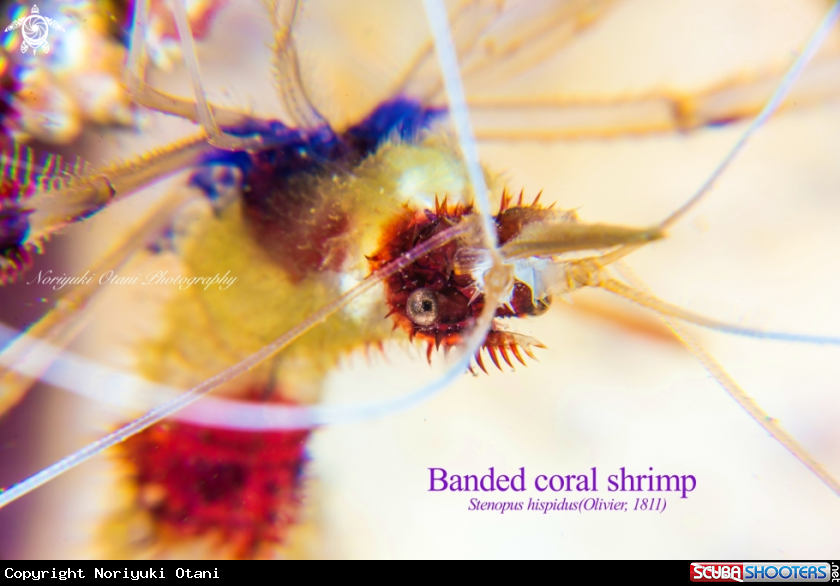 Banded coral shrimp 