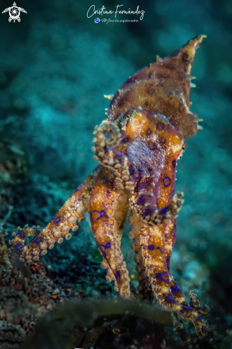 A Hapalochlaena maculosa | Blue ring octopus