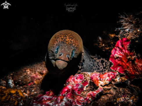 A Muraenidae | Moray eel