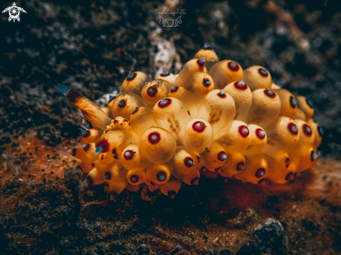 A Janolus sp. | Sea slug Janolus
