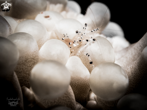 A Periclimenes holthuisi | Anemone shrimp