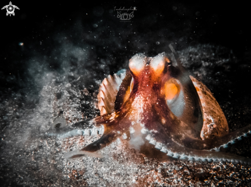 A Amphioctopus marginatus | Coconut Octopus