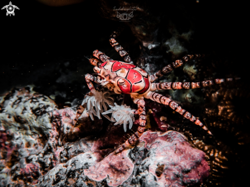 A Lybia edmondsoni | Pom Pom Crab