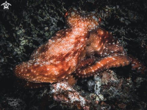 A Callistoctopus luteus | Starry Night Octopus