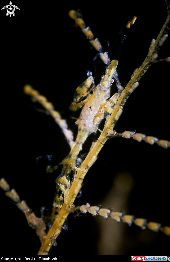 Pregnant Skeleton shrimp