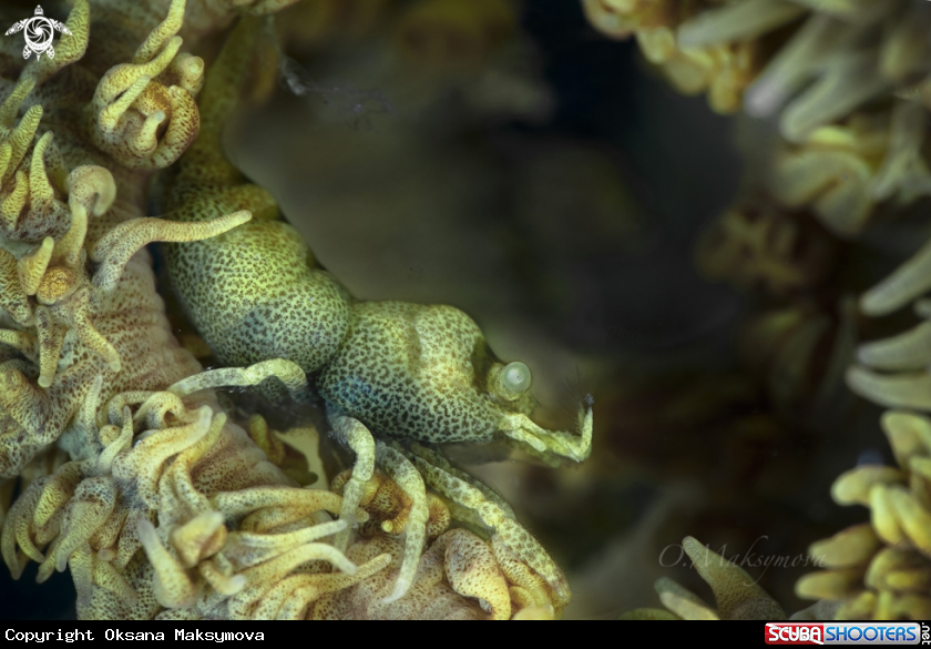 Ankerâs Whip Coral Shrimp (Pontonides ankeri)
