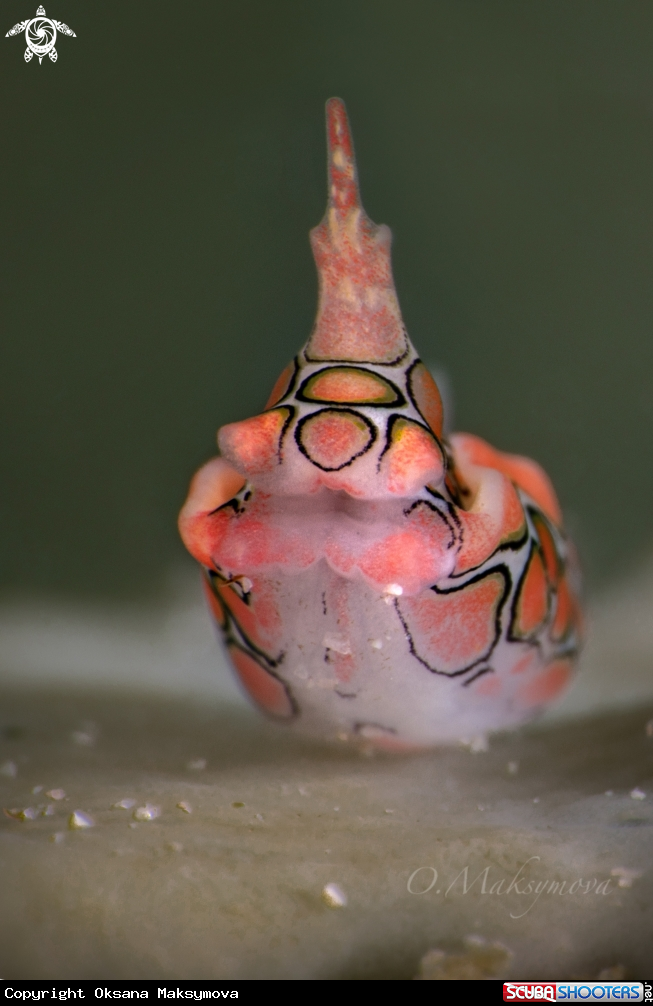 Psychedelic batwing slug (Sagaminopteron psychedelicum) 