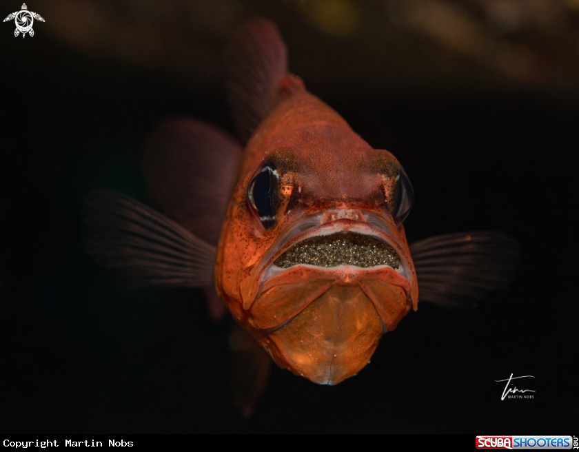 A Red Cardinal fish