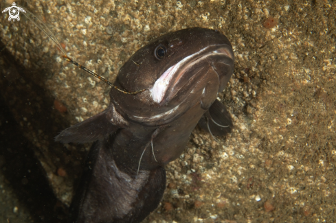 A Raniceps raninus | Tadpole fish