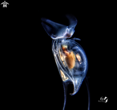 A Pteropoda - Cavolinia uncinata  | Sea Butterfly 