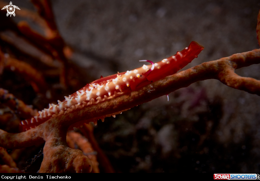 Rosy spindle cowrie