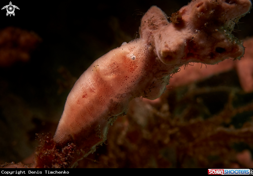 Cryptic sponge shrimp