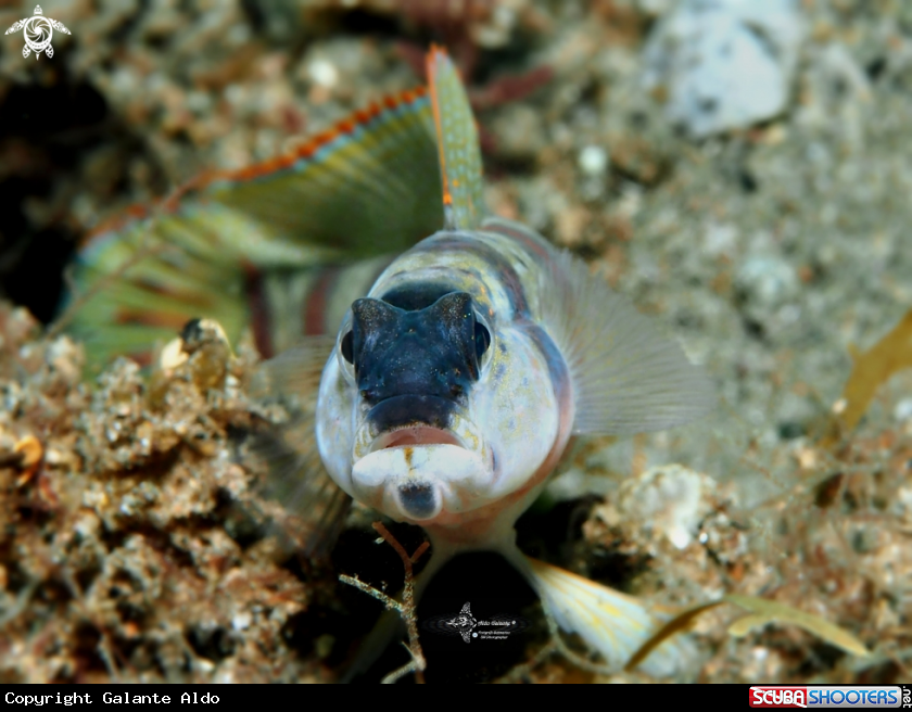Angry Goby