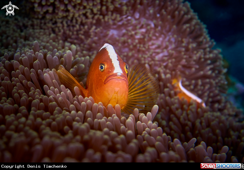 Orange skunk clownfish  or orange anemonefish.