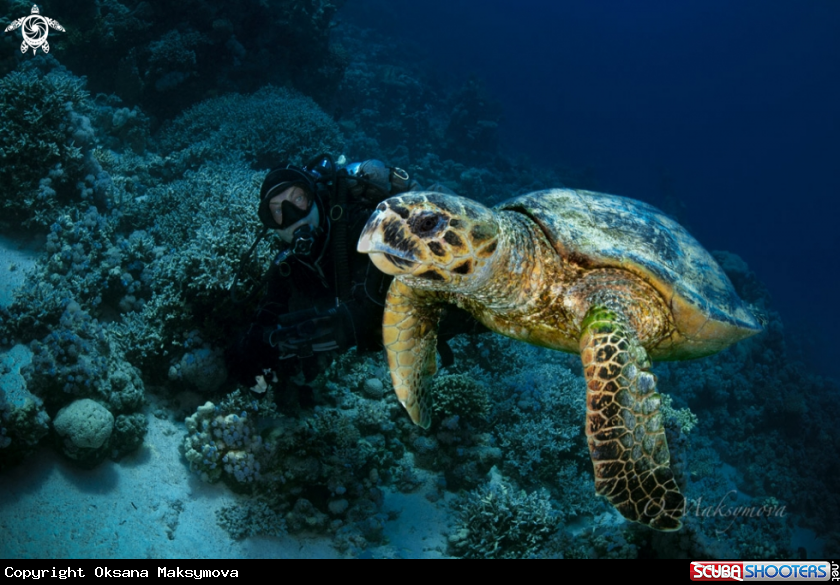 Hawksbill sea turtle (Eretmochelys imbricata)