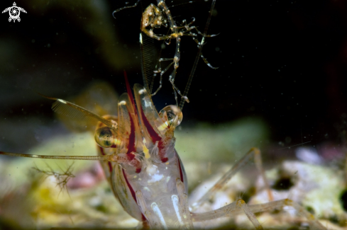 A Palaemon elegans | A rockpool shrimp is catching a skeleton shrimp. 
