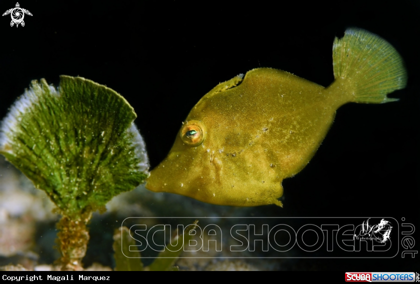 Juvenile filefish 