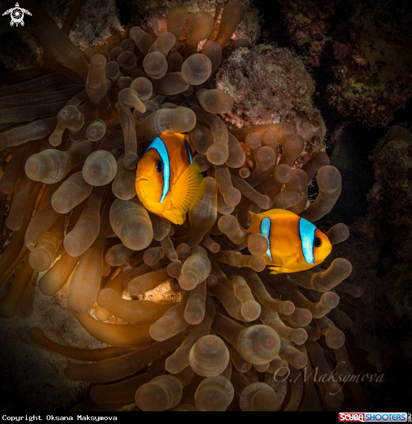Red Sea Anemone fish (Amphiprion bicinctus)