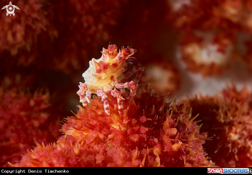 Soft coral crab (Candy crab)