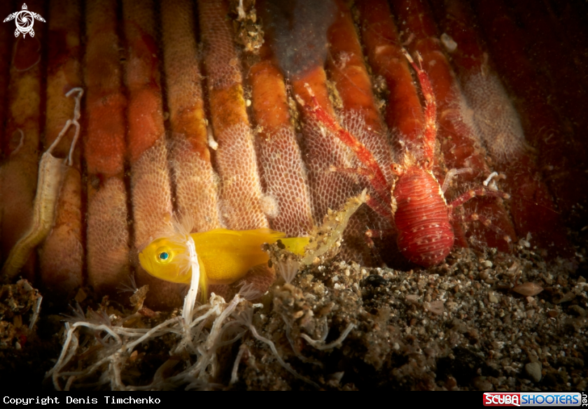 Small goby & squat lobster 