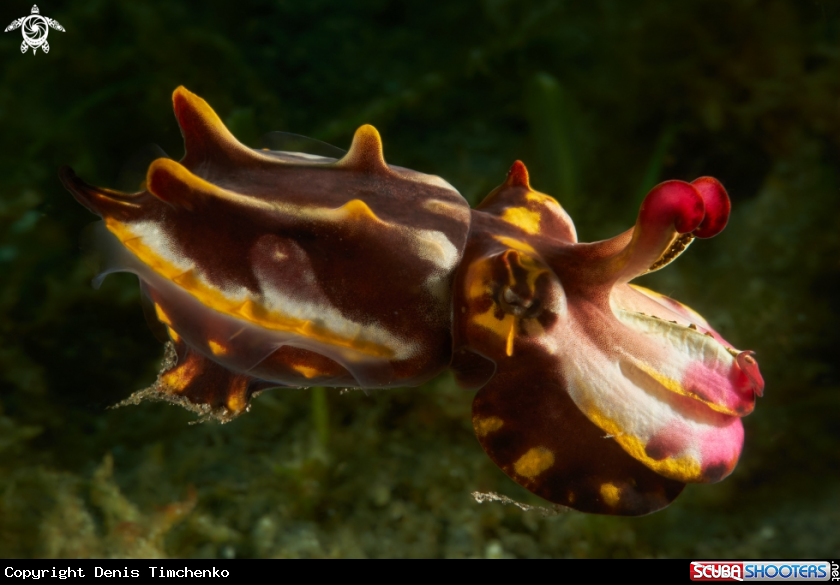Pfeffer's flamboyant cuttlefish 