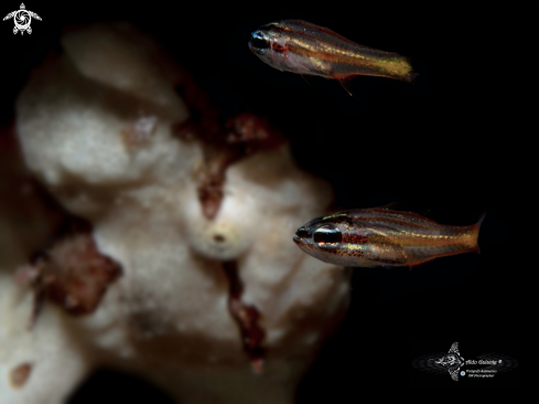 A Antennarius maculatus (Desjardins, 1840)  | Warty Frogfish