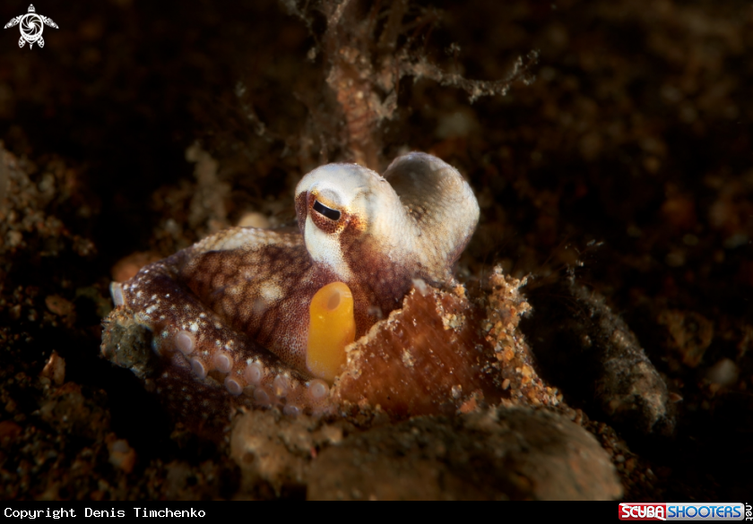 Coconut octopus 