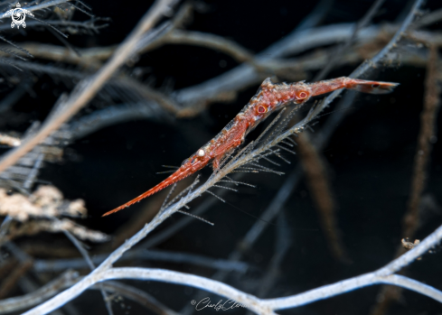 A Tozeuma carolinense | Arrow Shrimp