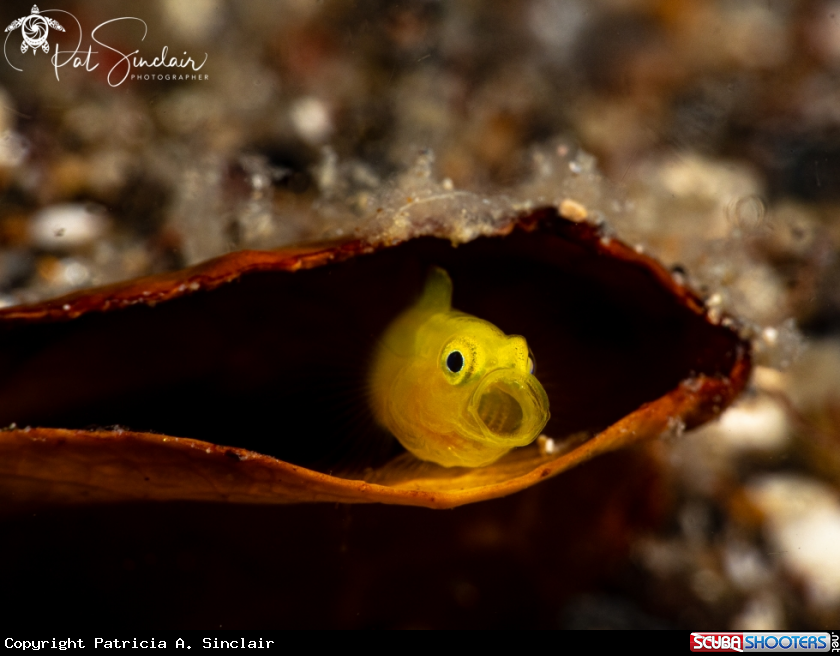 yellow goby in mangrove leaf