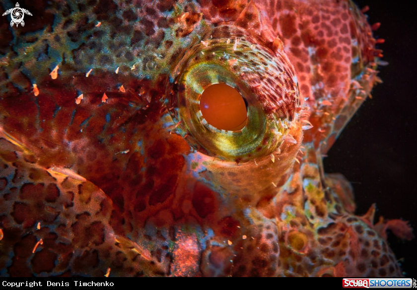 The eye of the Scorpionfish