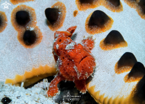 A Antennarius pictus (Shaw, 1794) | Frogfish