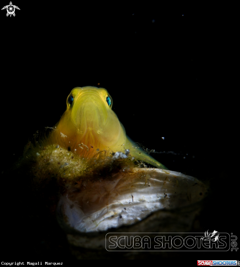 Yellowgoby 