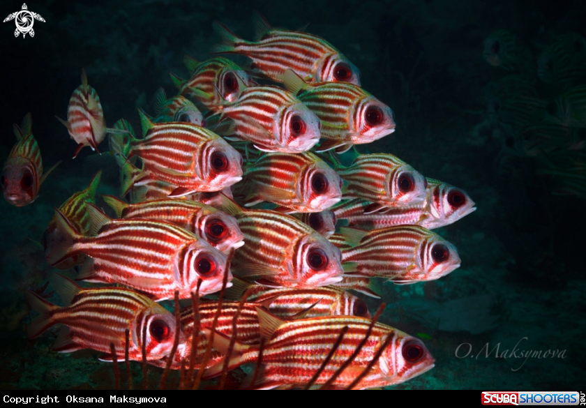 School of blotcheye soldierfish (Myripristis berndti)