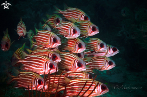 A School of blotcheye soldierfish (Myripristis berndti)