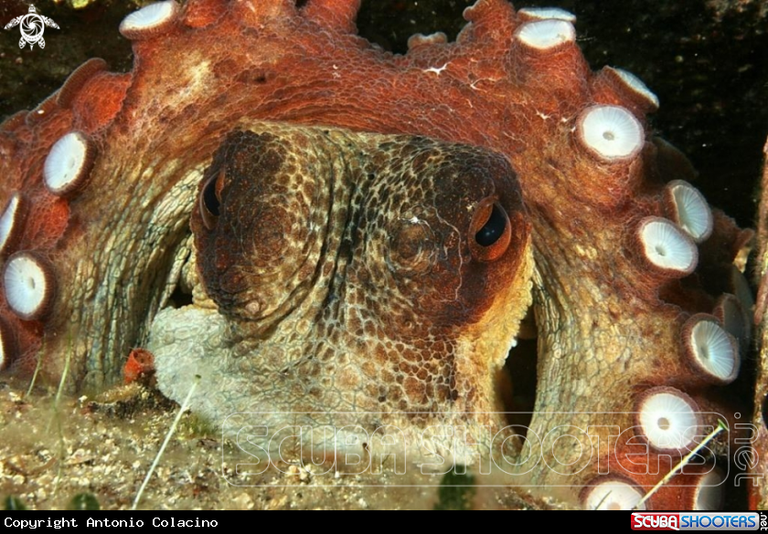 Crowned octopus