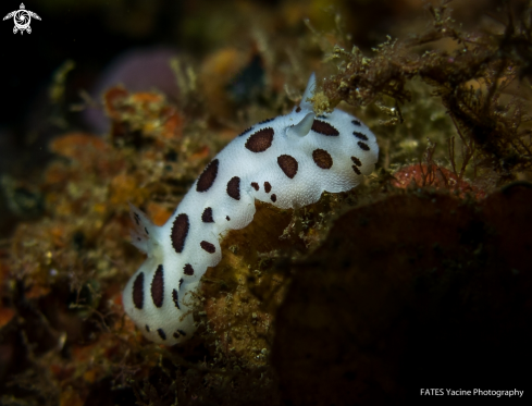 A Dalmatian sea slug