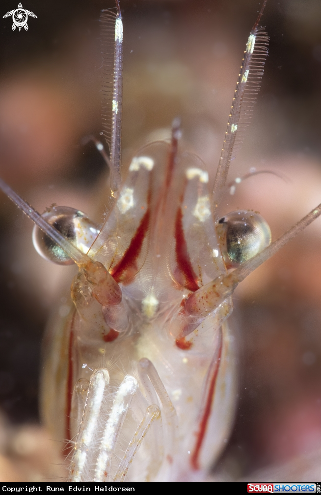 Rockpool shrimp