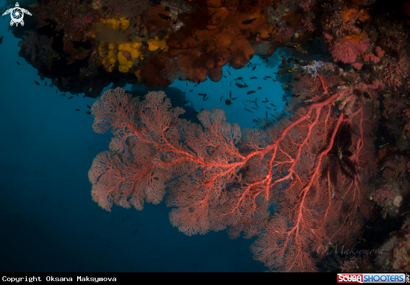 Amazing underwater world of Raja Ampat